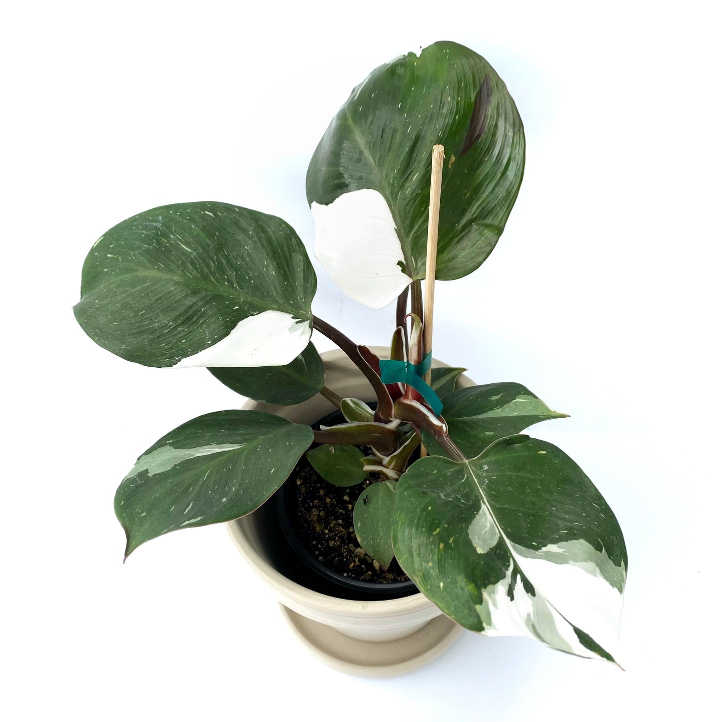 Philodendron White Knight