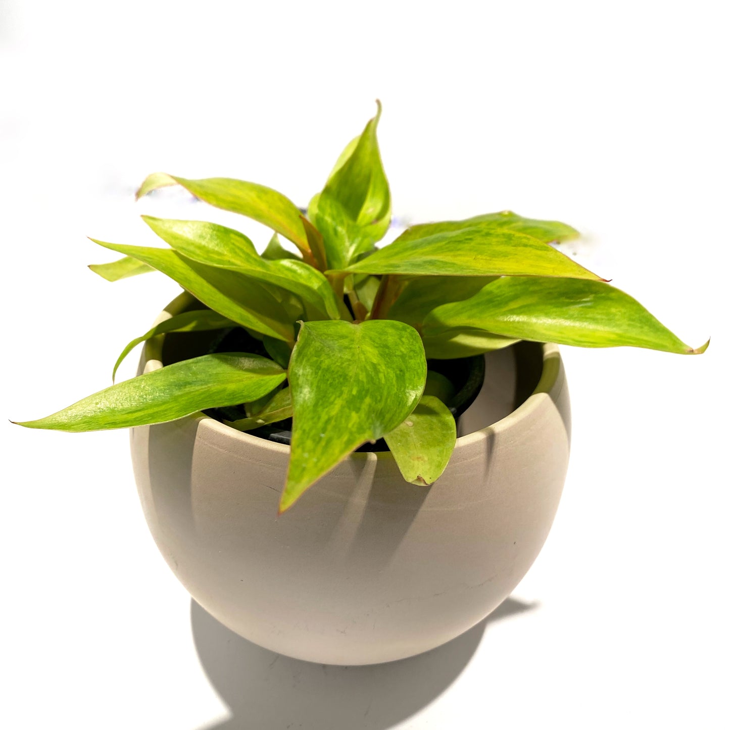 Philodendron « quad color »