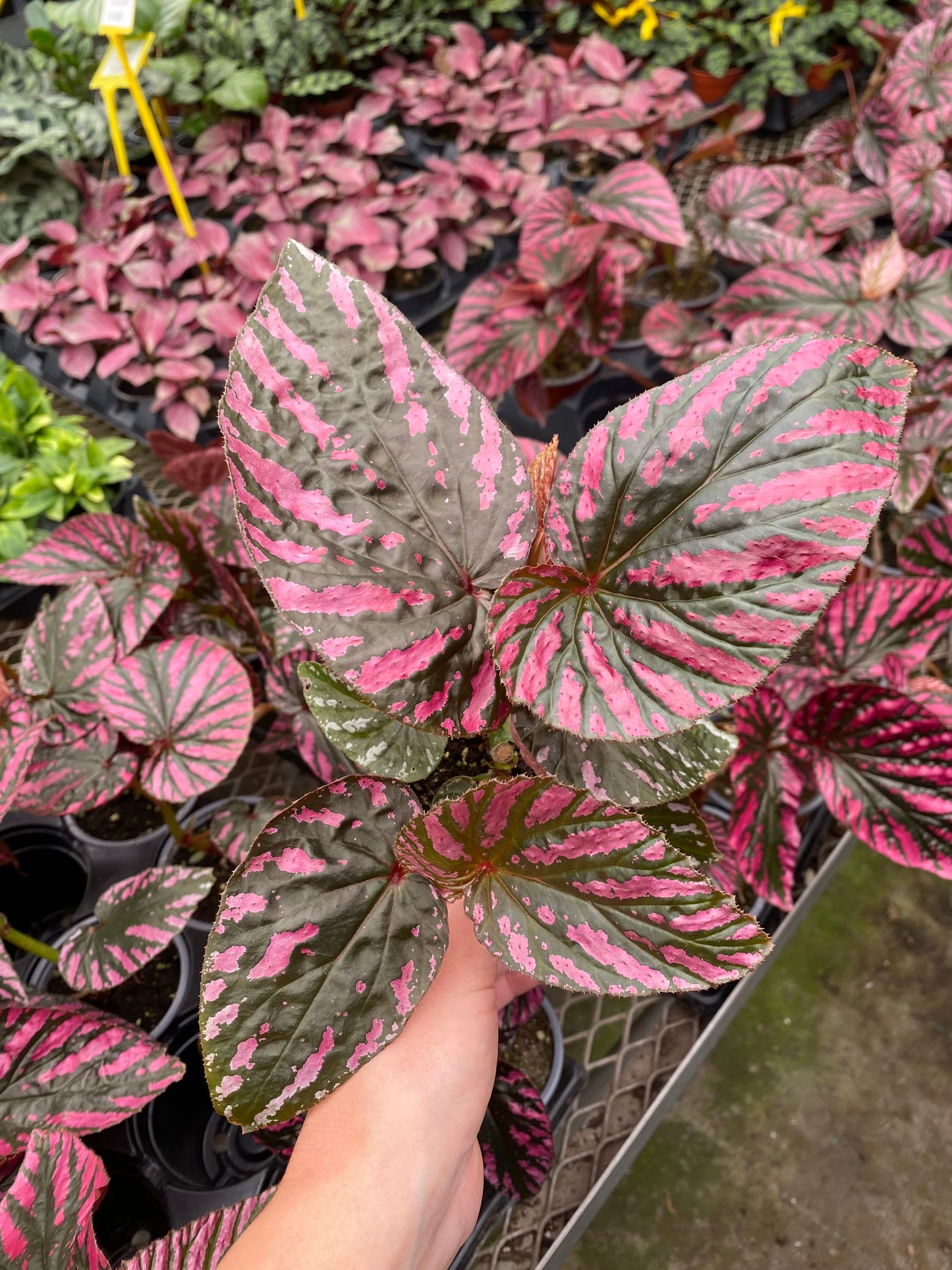 Begonia « Brevirimosa »