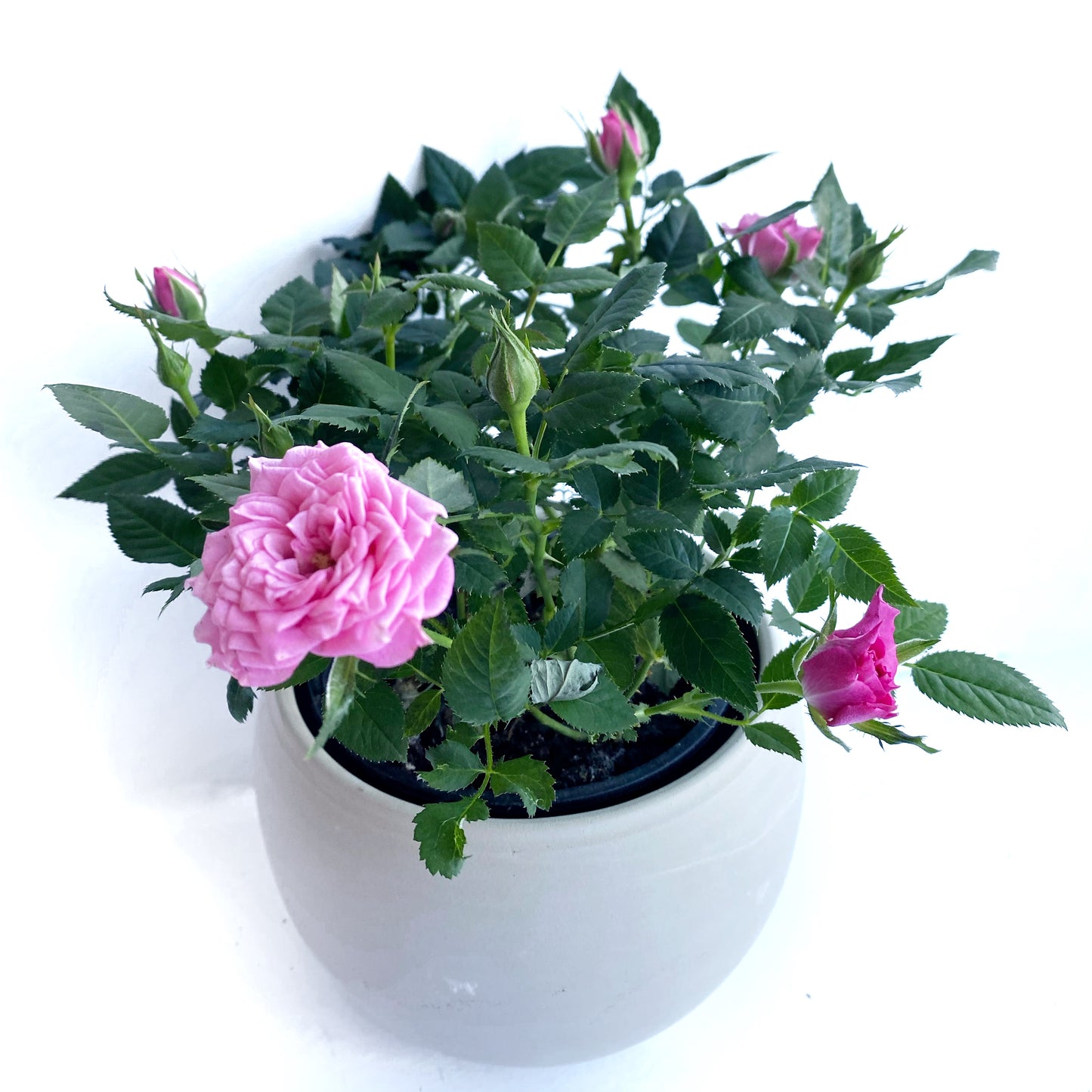 Rosier miniature | 4’’