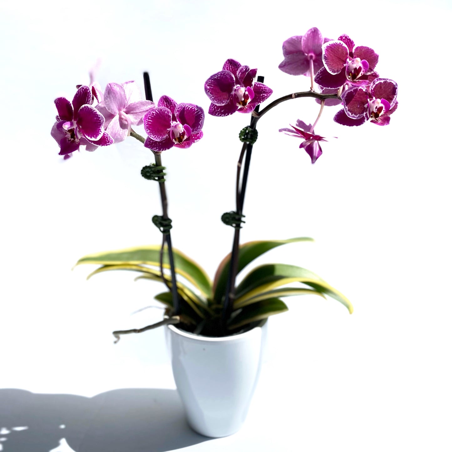 Phalaenopsis Piccola