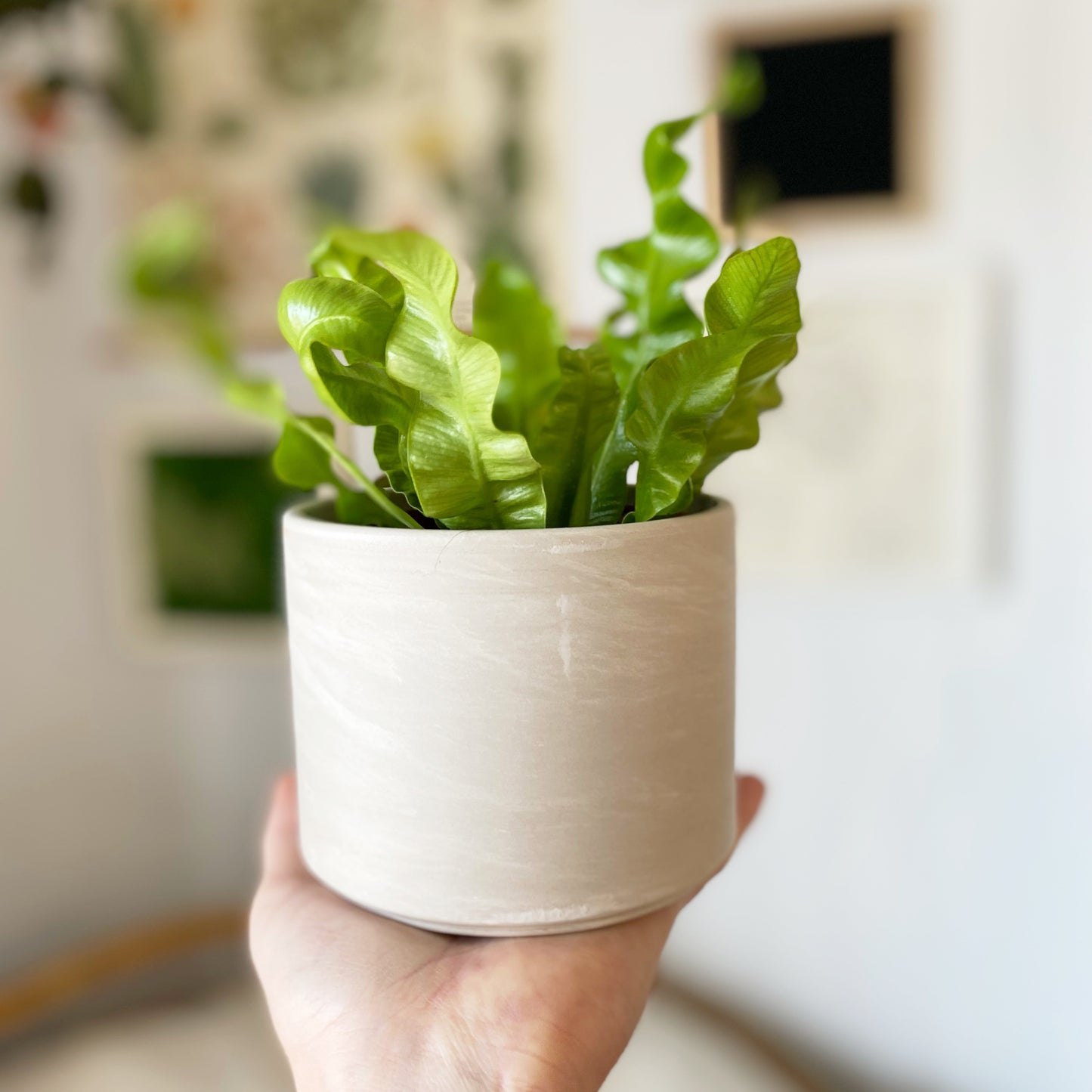 Cache-pot Luno | 4’’