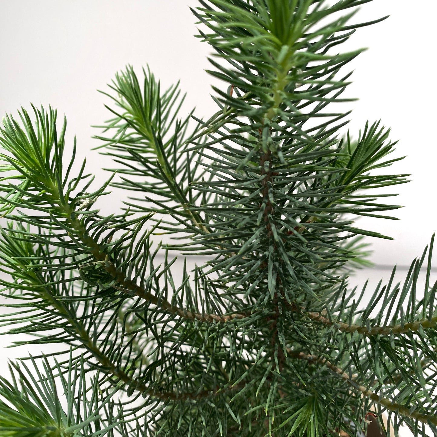Pinus Pinea