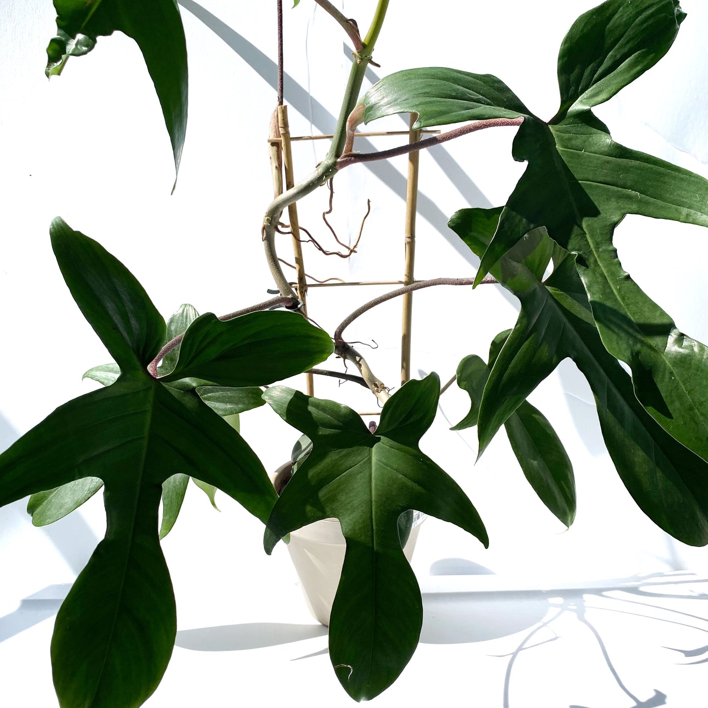 Philodendron Florida green | 6''