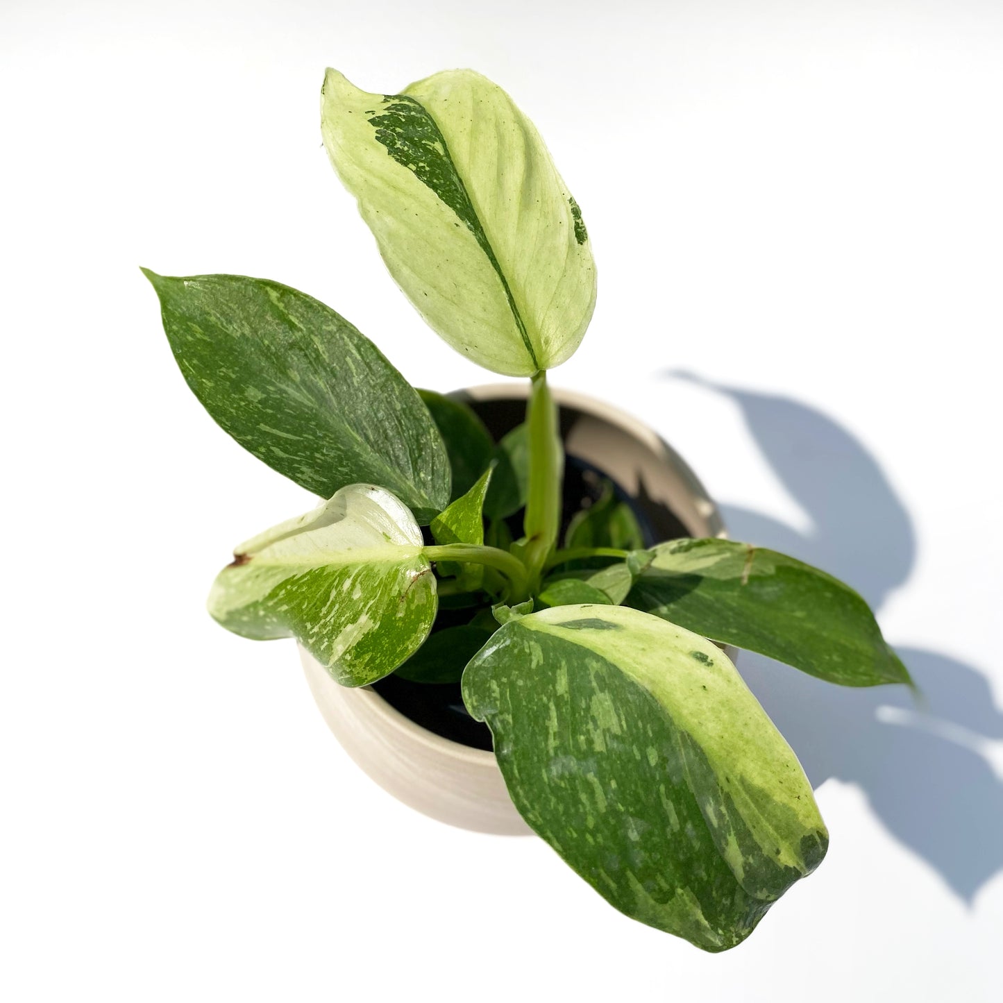 Philodendron Jose Buono