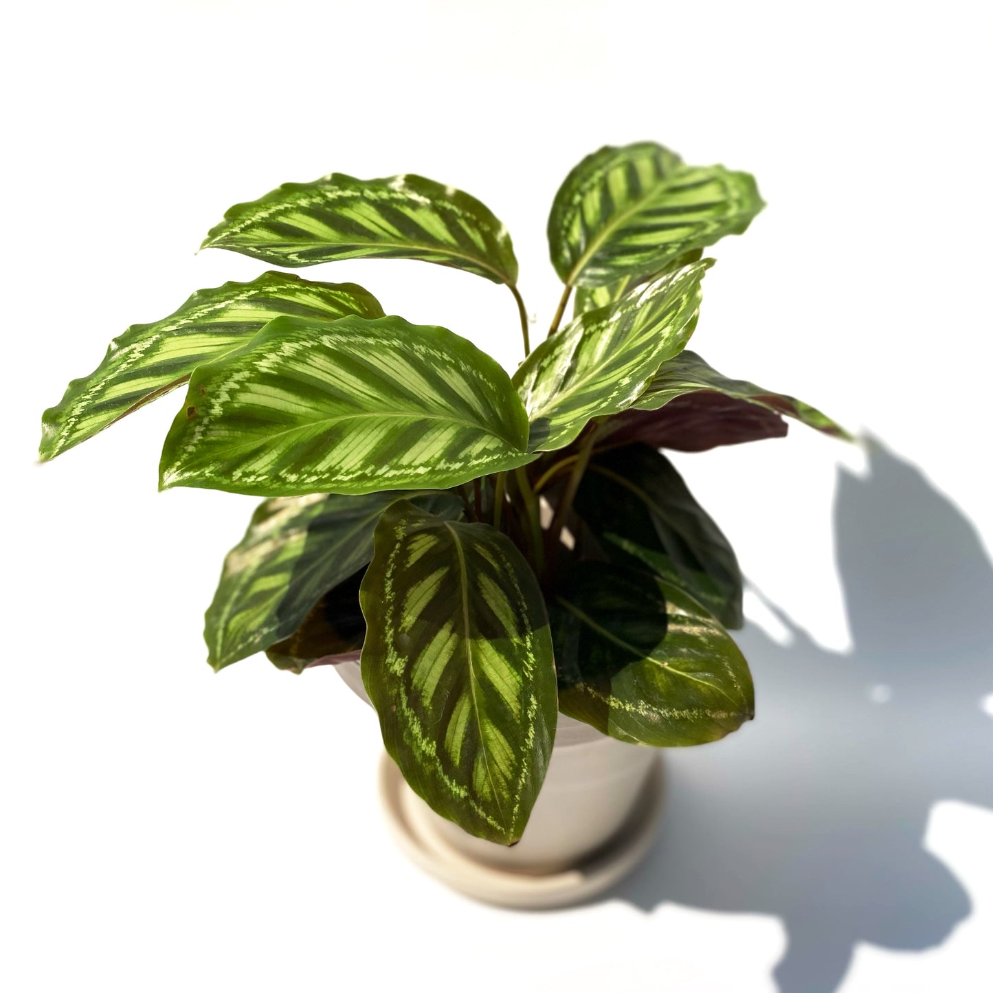 Calathea Roseopicta 'Flamestar'