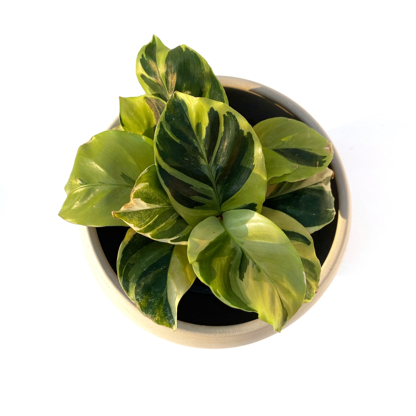 Calathea « Yellow Fusion »