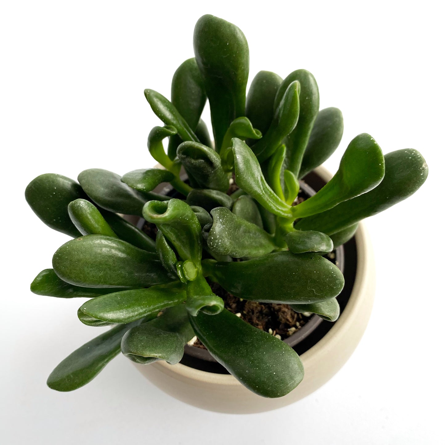 Crassula ovata « Hobbit »