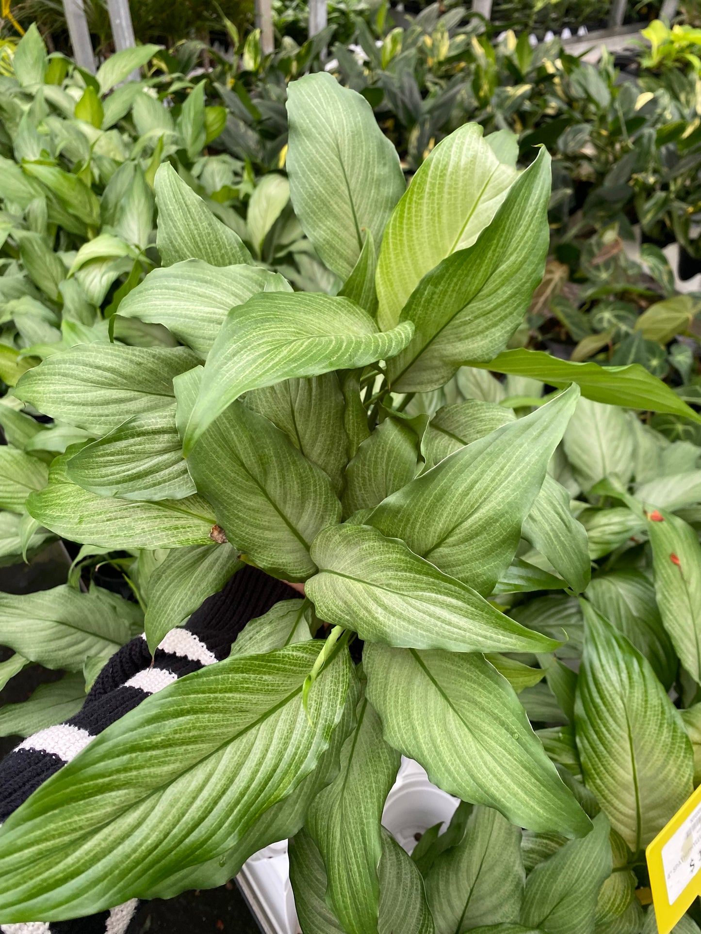 Spathiphyllum ‘Platinum Mist’