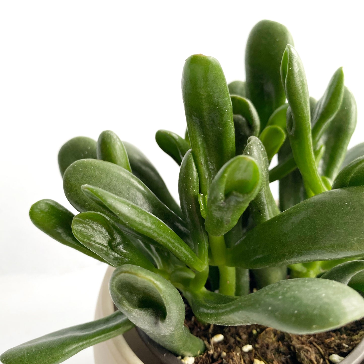 Crassula ovata « Hobbit »