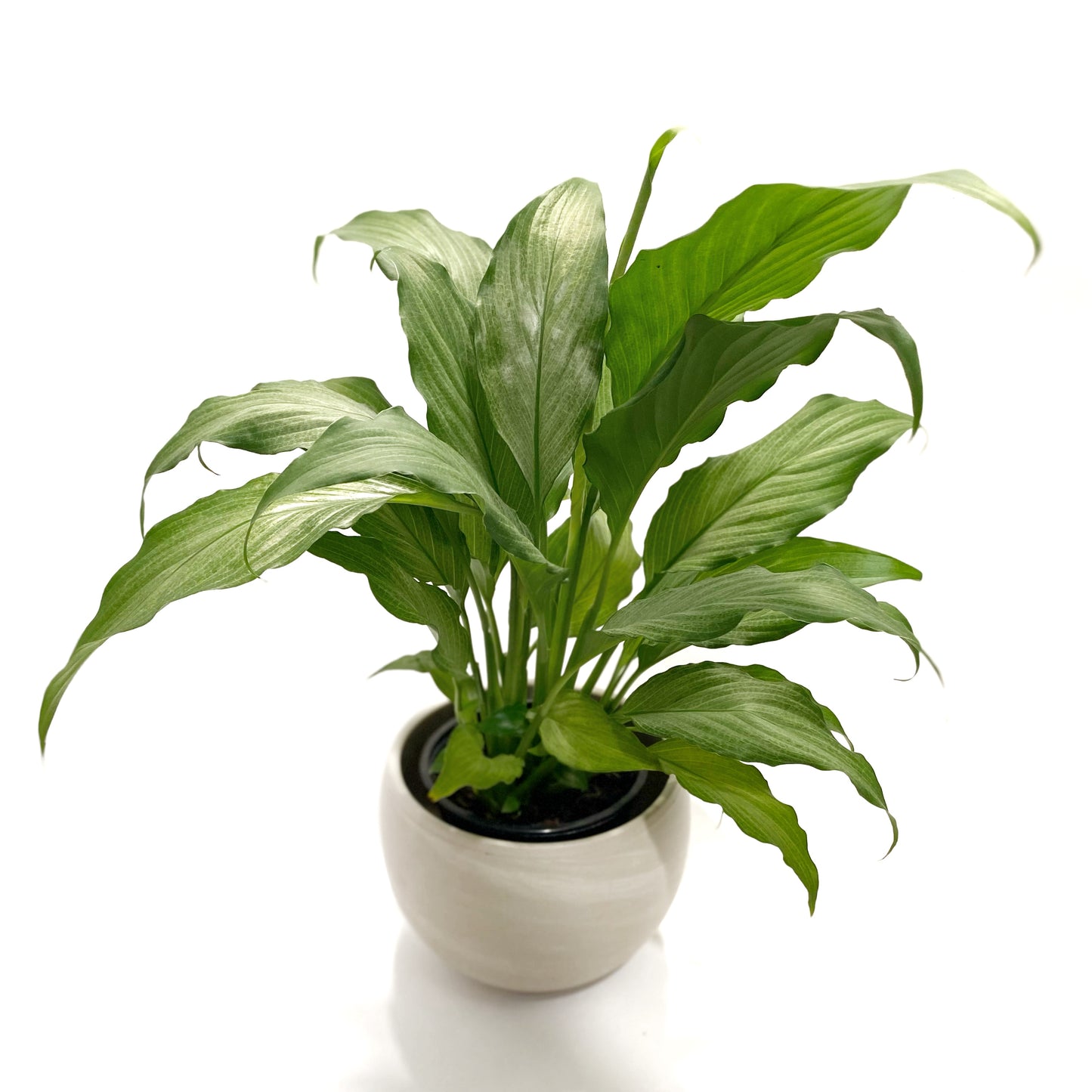 Spathiphyllum ‘Platinum Mist’