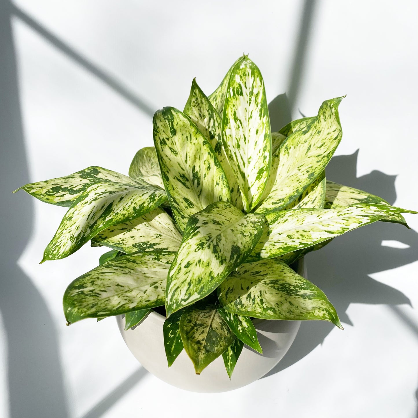 Dieffenbachia Tiki