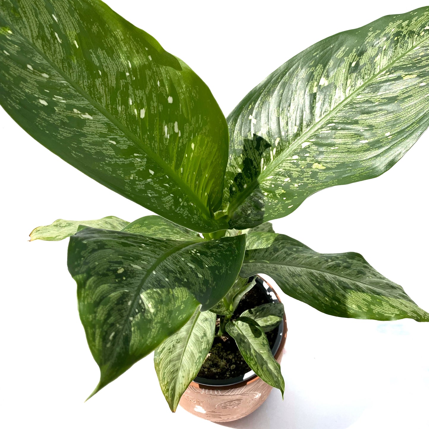 Dieffenbachia snow | 7’’