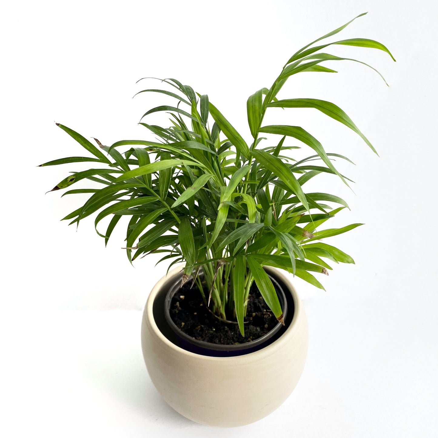 Chamaedorea elegans