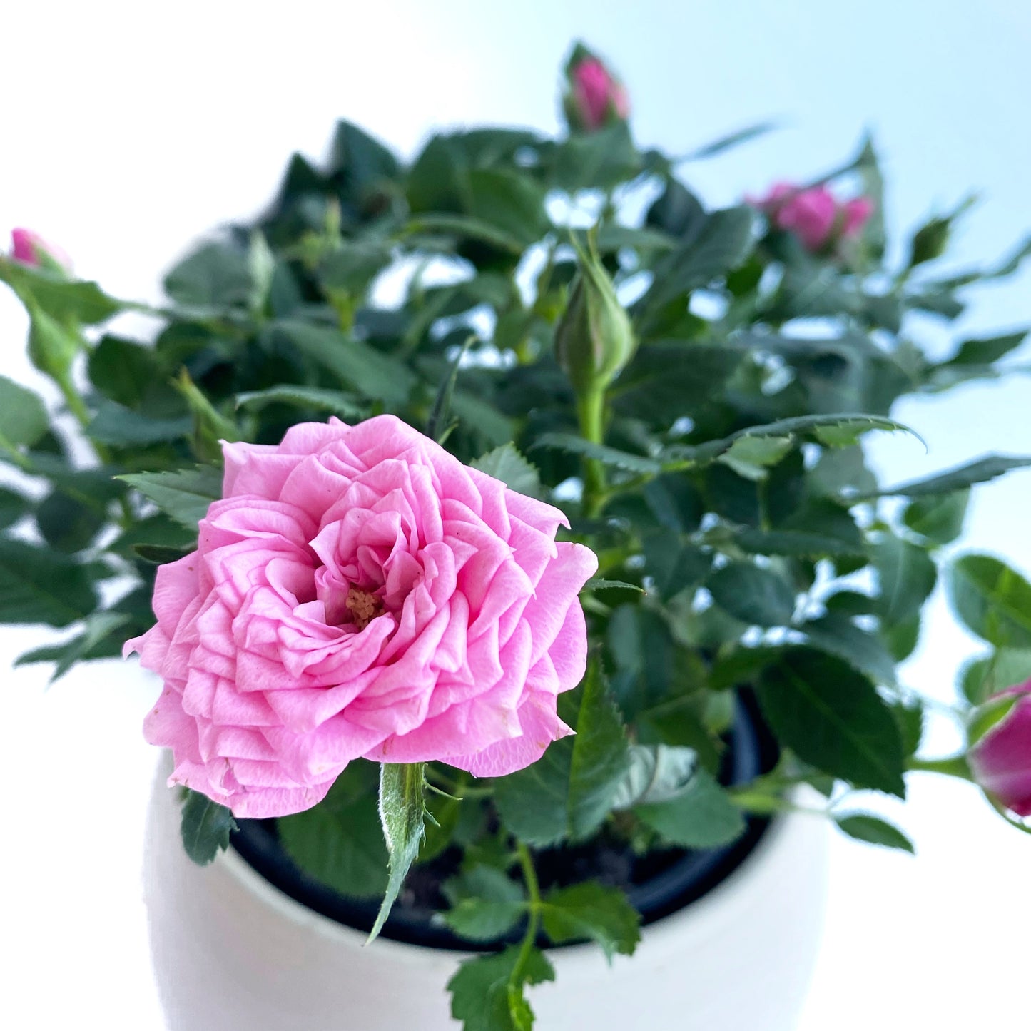 Rosier miniature | 4’’