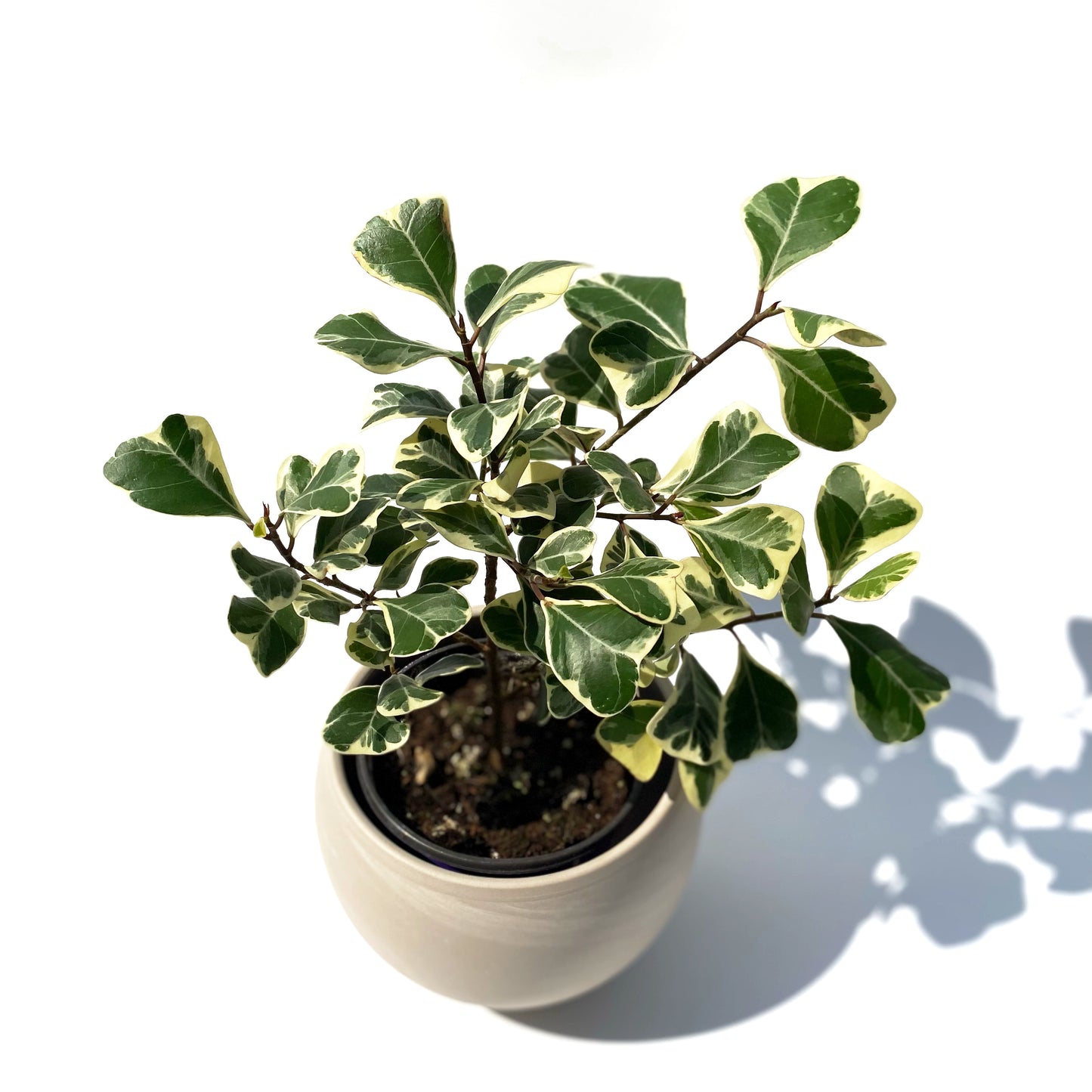 Ficus Triangularis