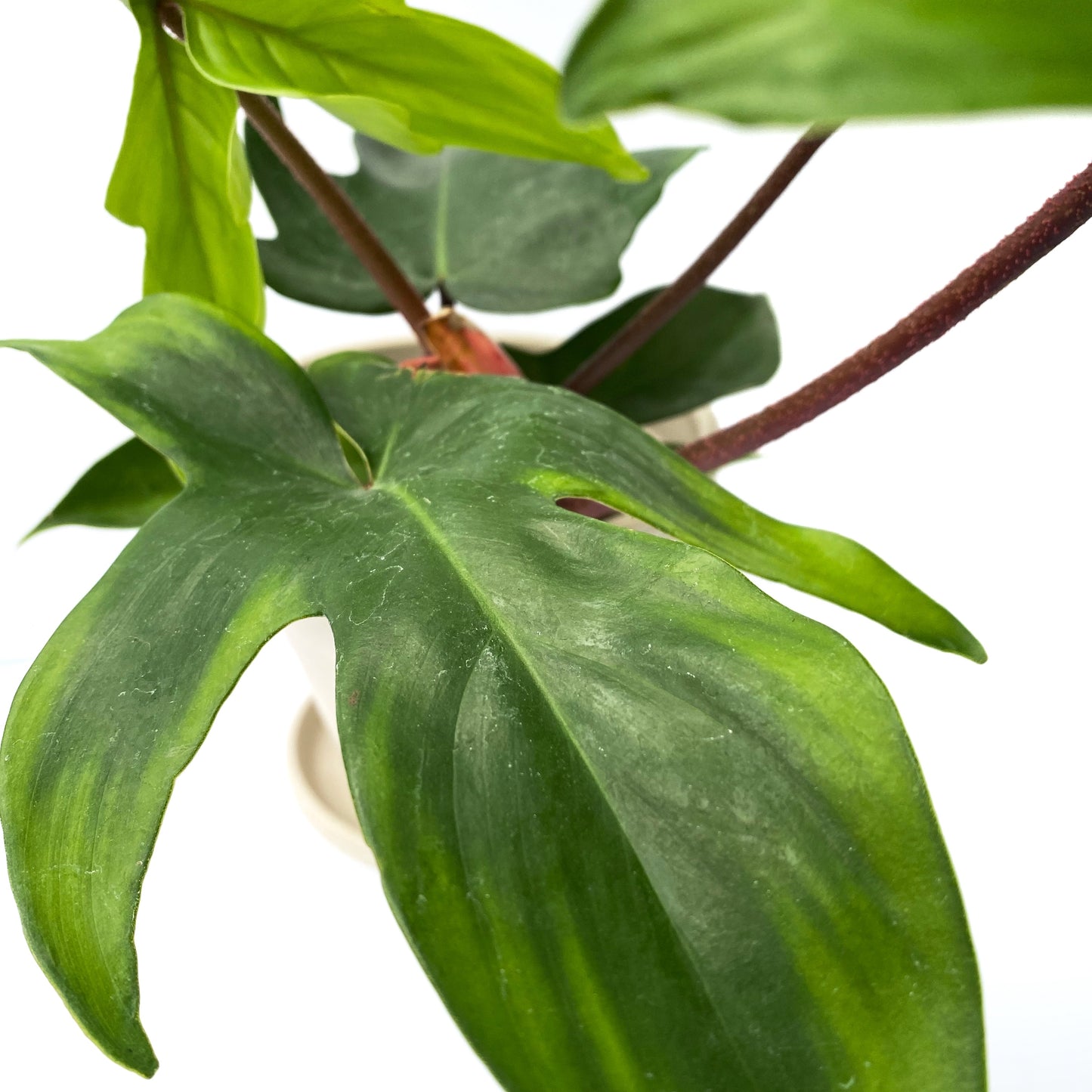 Philodendron Florida Ghost