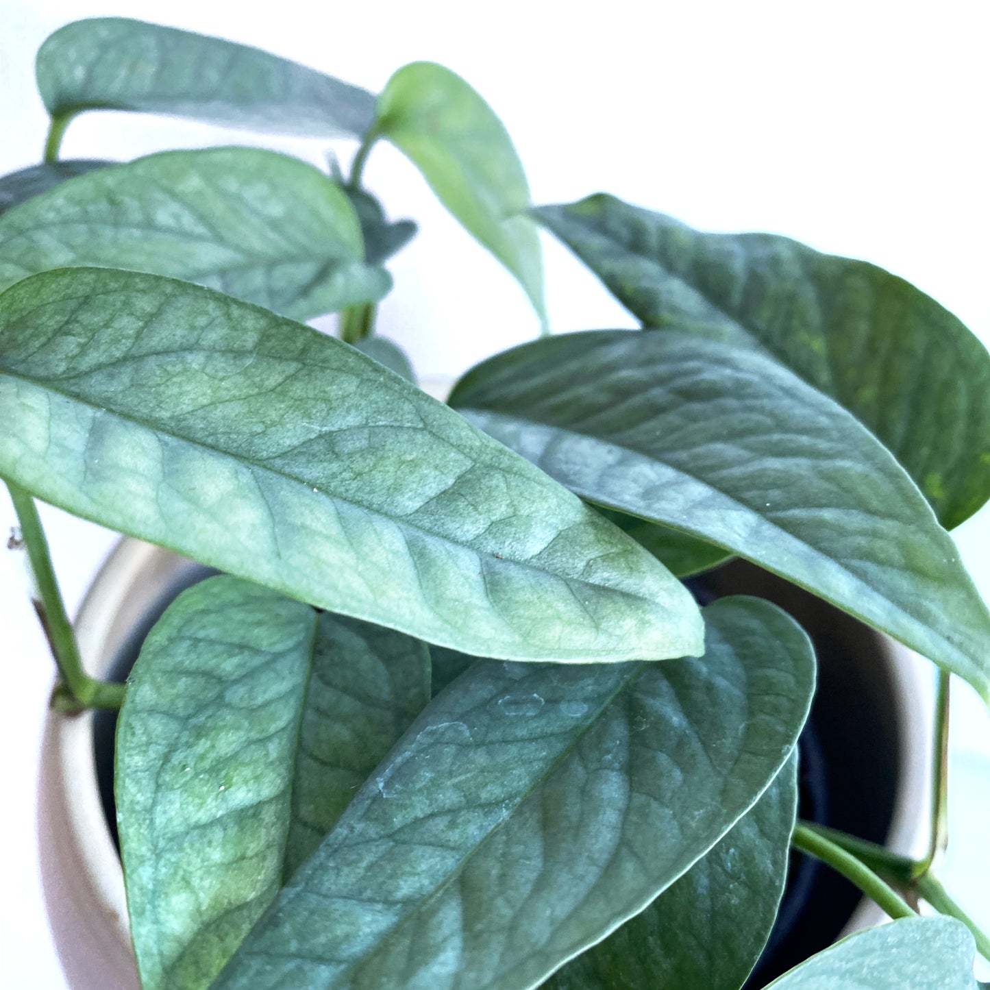 Epipremnum pinnatum 'Cebu Blue'