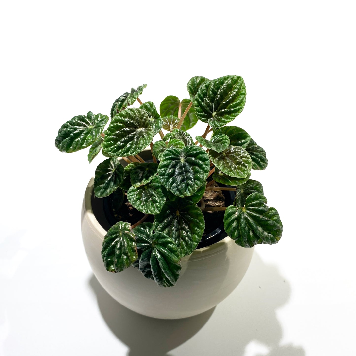 Peperomia Ripple | 4’’