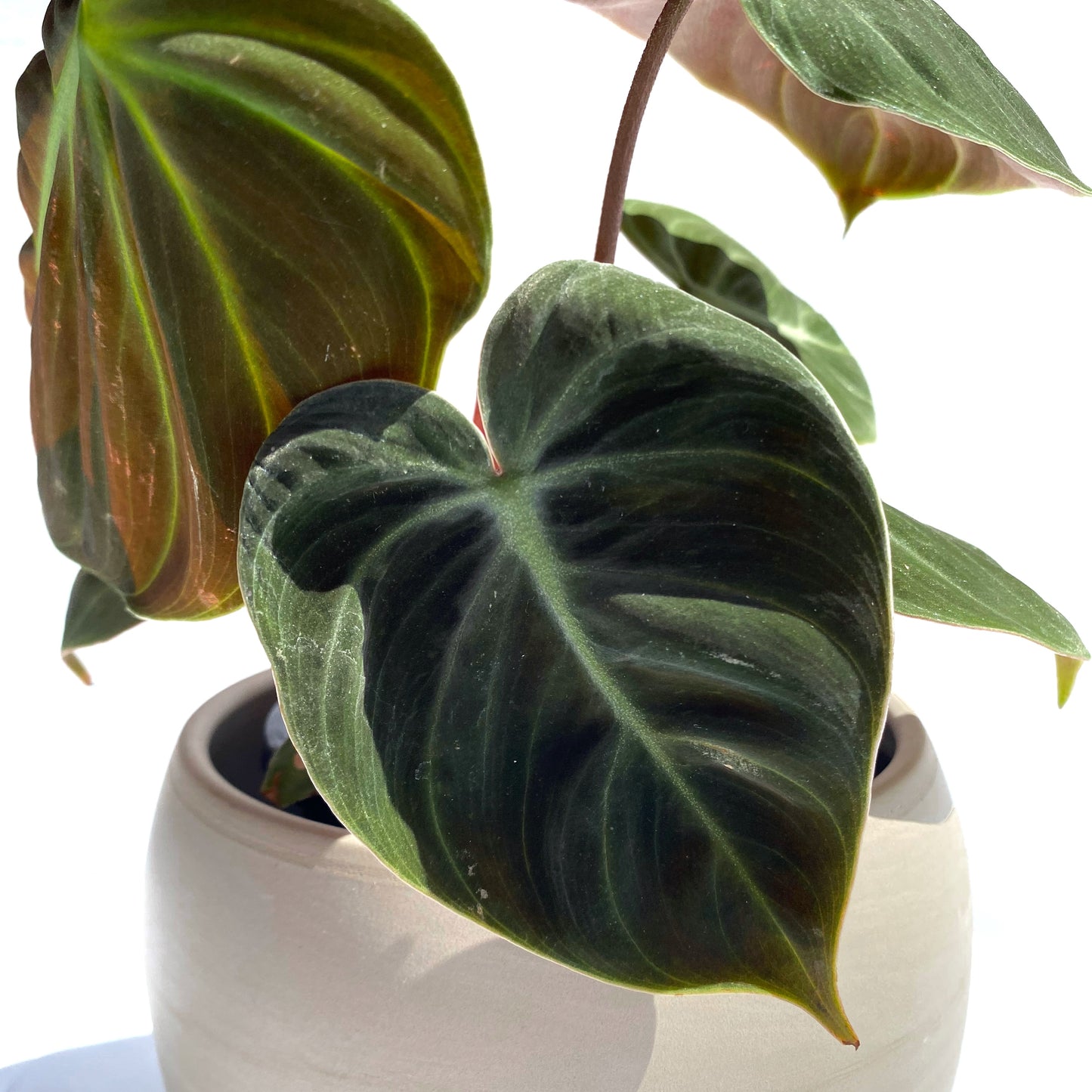 Philodendron « El Choco Red »