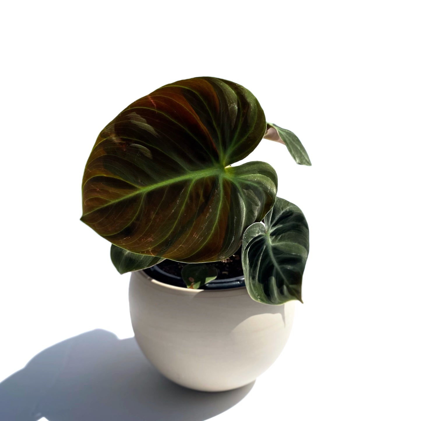 Philodendron « El Choco Red »