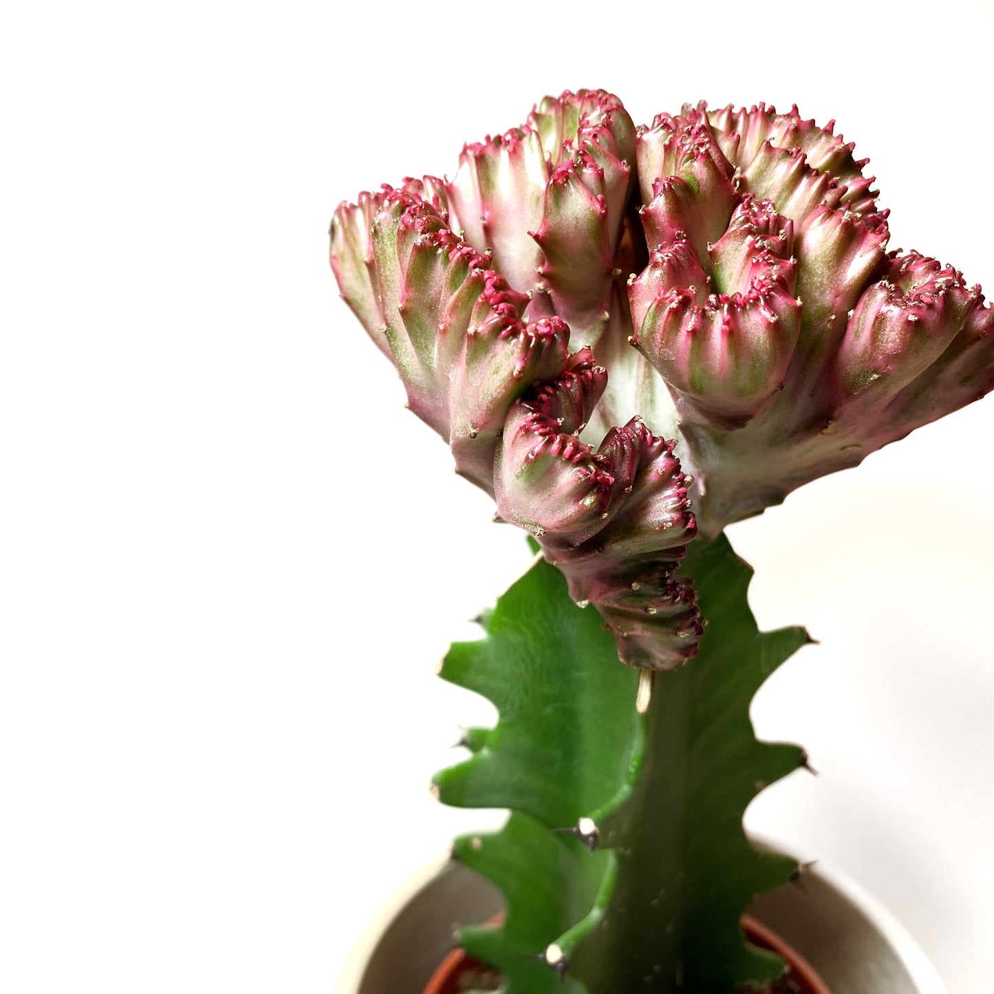 Cactus greffé