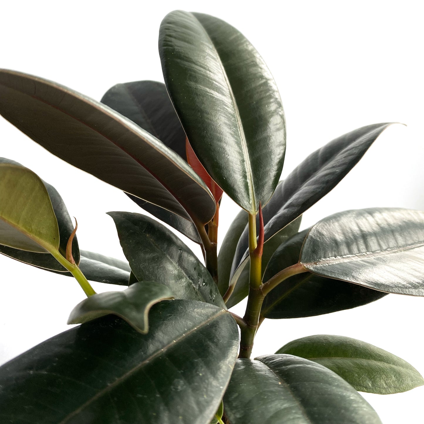 Ficus Elastica « burgundy »