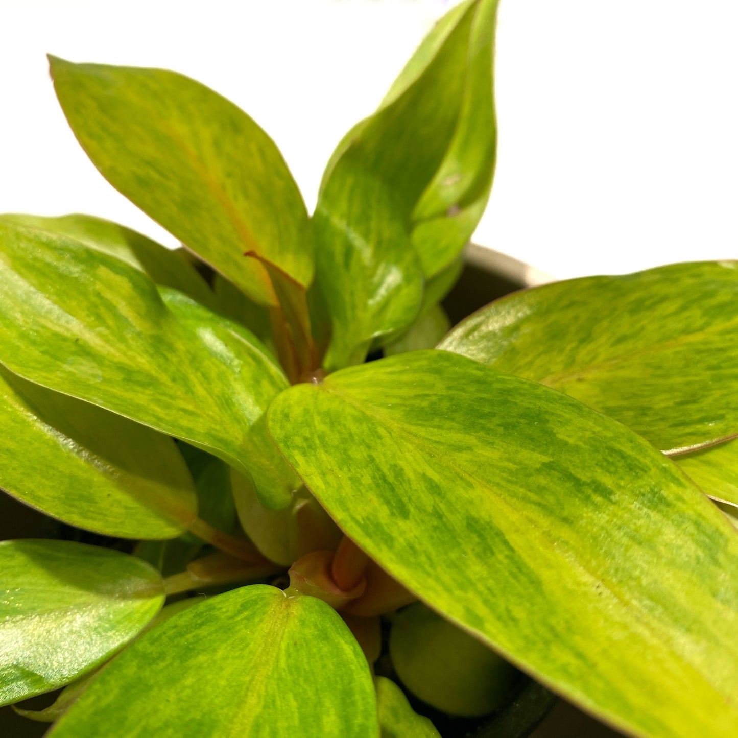 Philodendron « quad color »