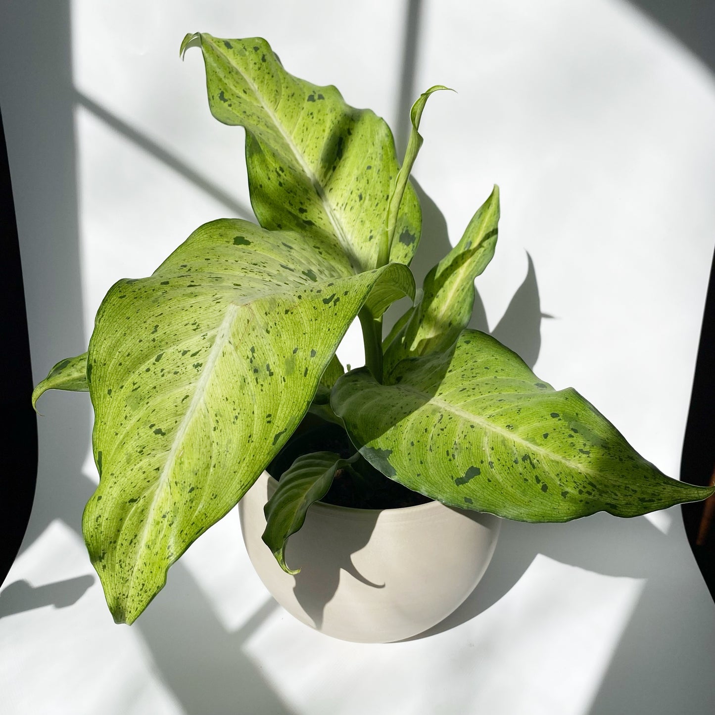 Dieffenbachia 'Camouflage'