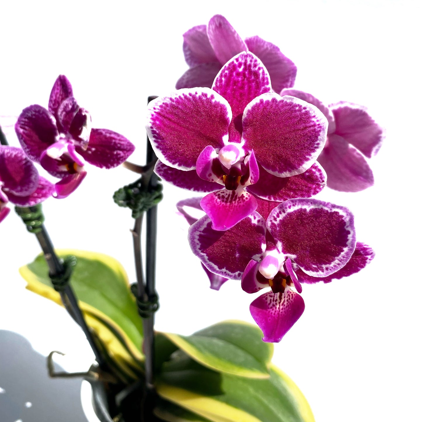 Phalaenopsis Piccola