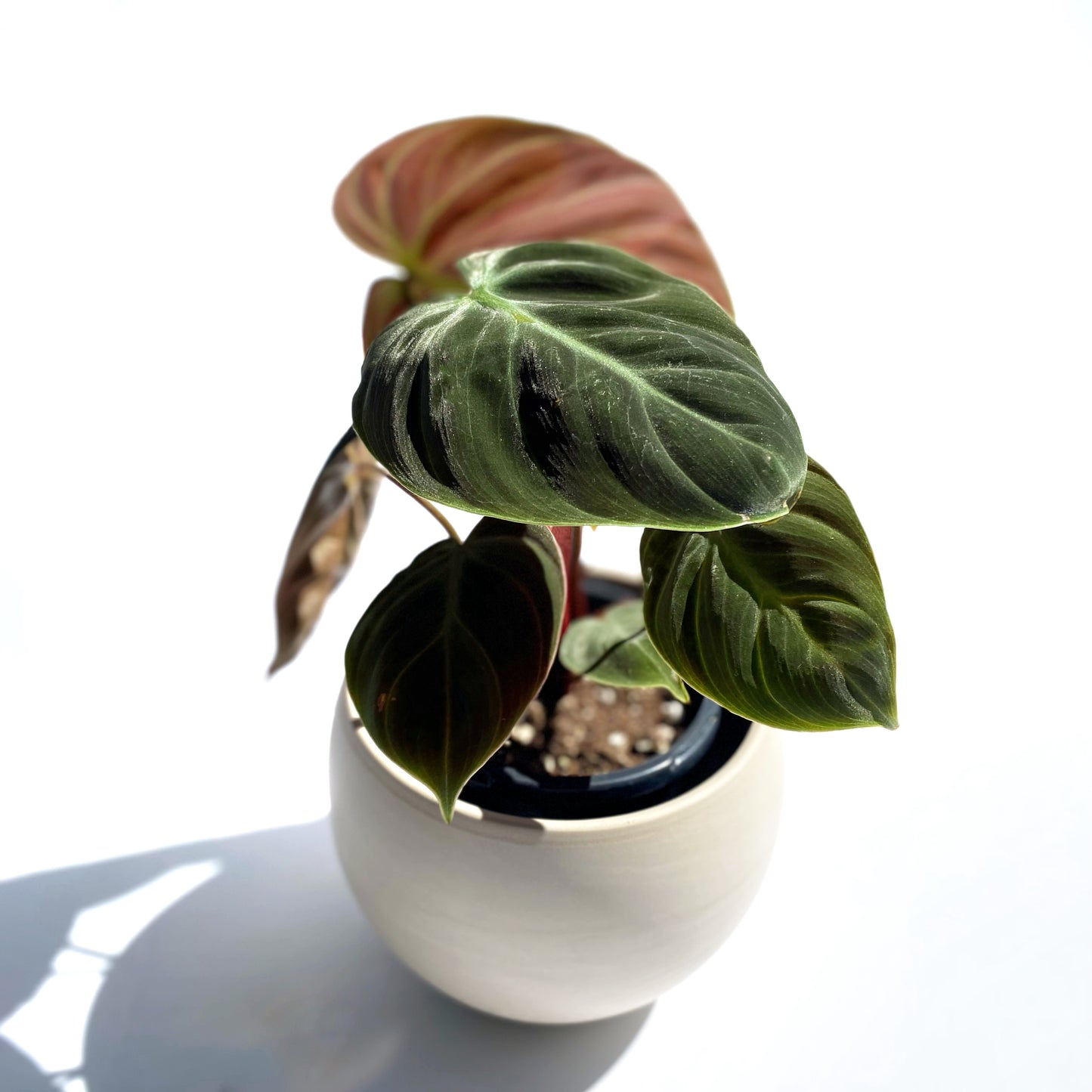 Philodendron « El Choco Red »