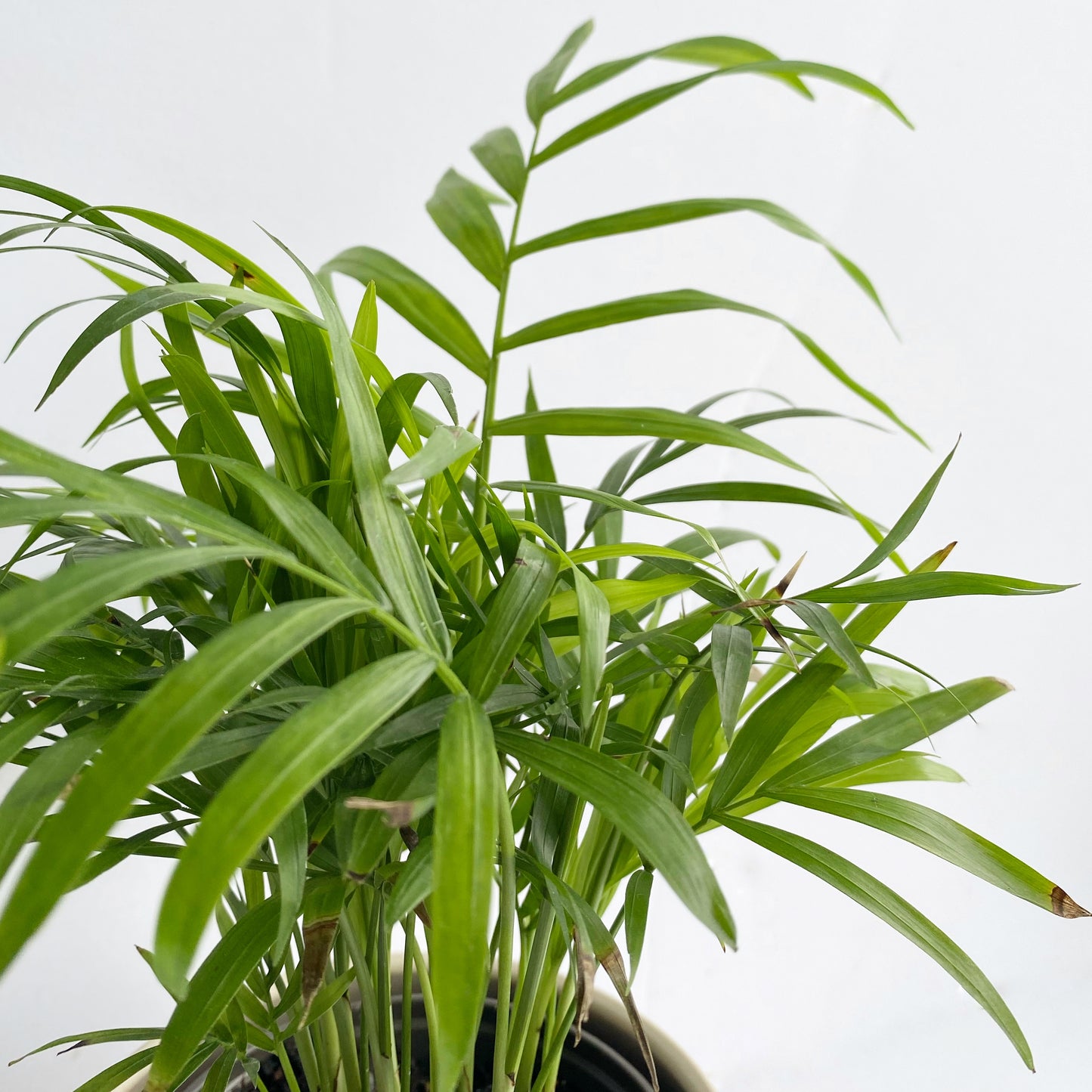Chamaedorea elegans
