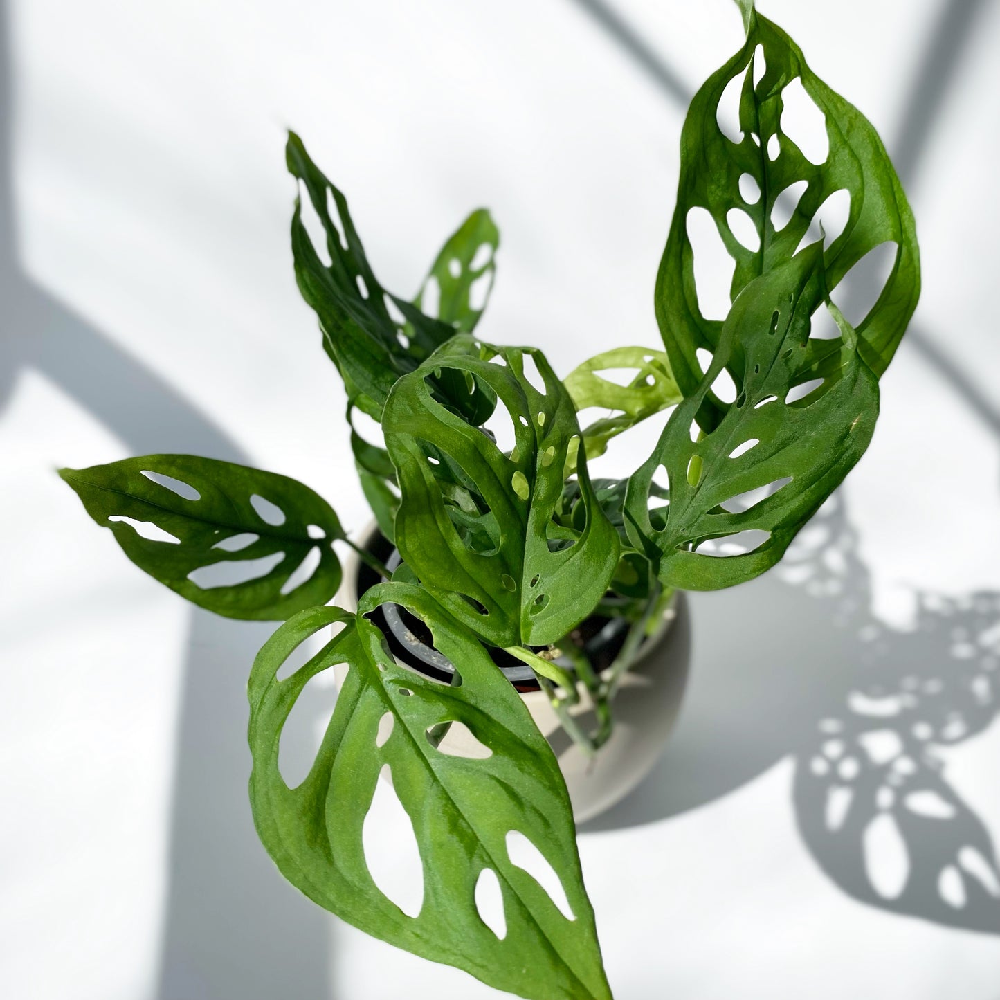 Monstera 'Esqueleto'