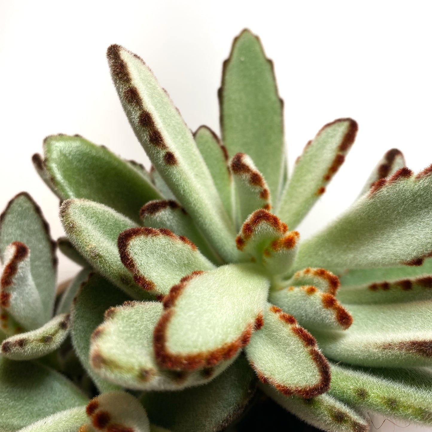 Kalanchoe tomentosa