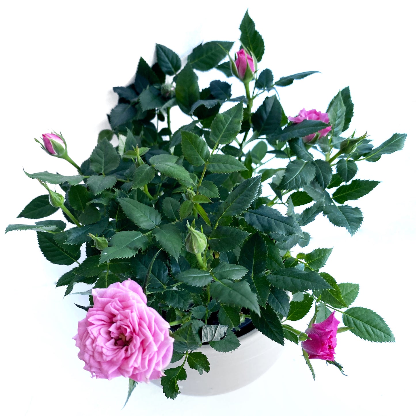 Rosier miniature | 4’’