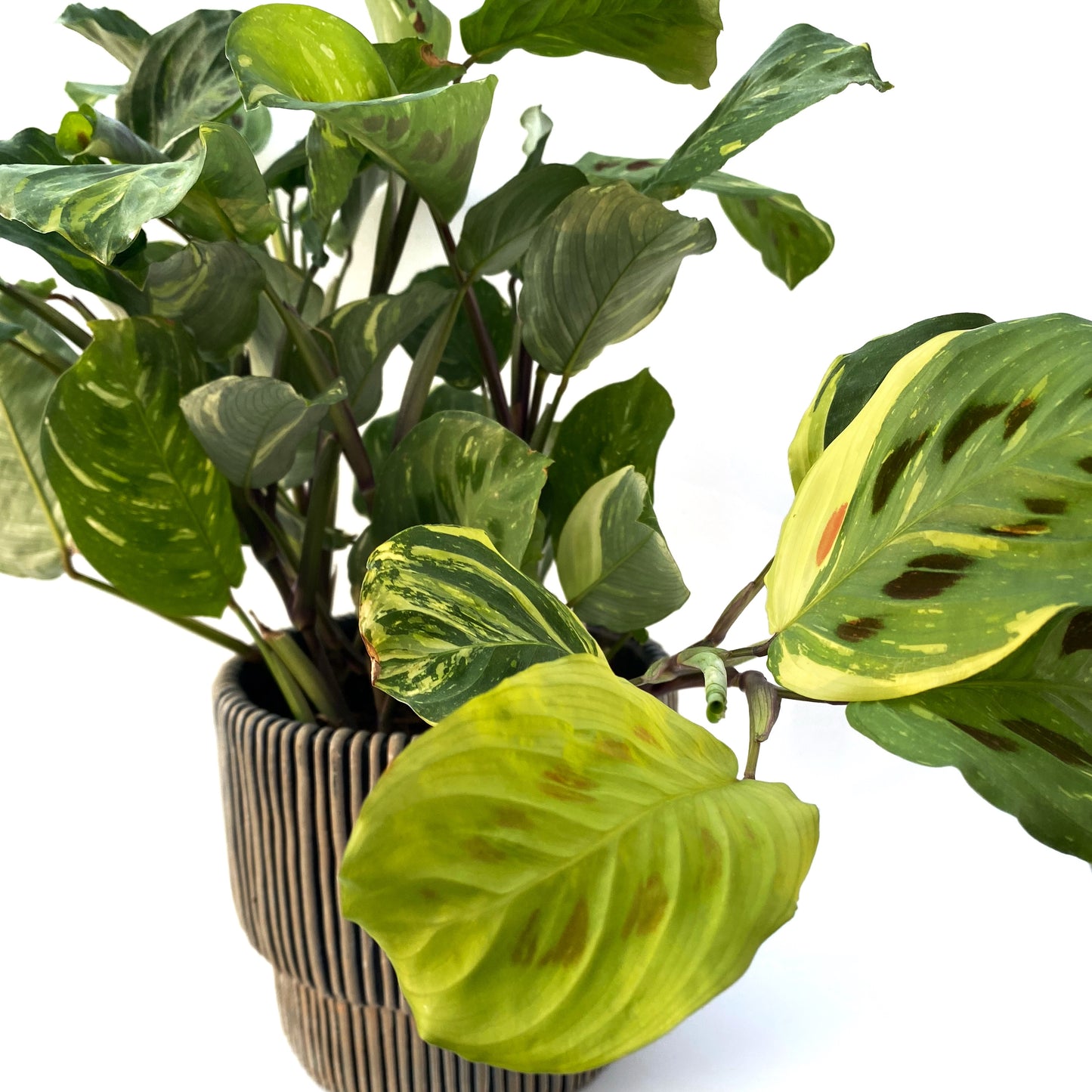 Maranta « Beauty Kim »