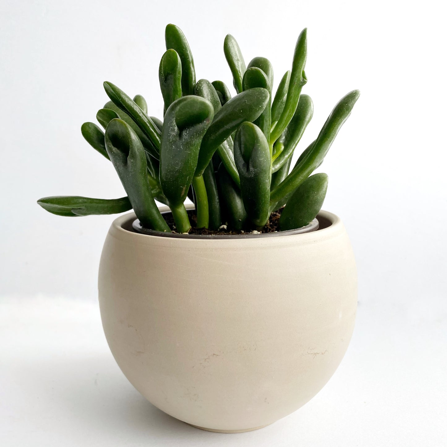 Crassula ovata « Hobbit »