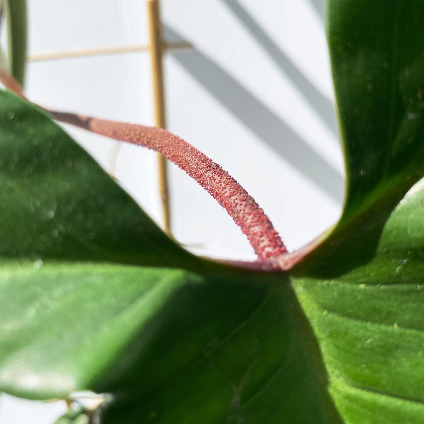 Philodendron Florida green | 6''
