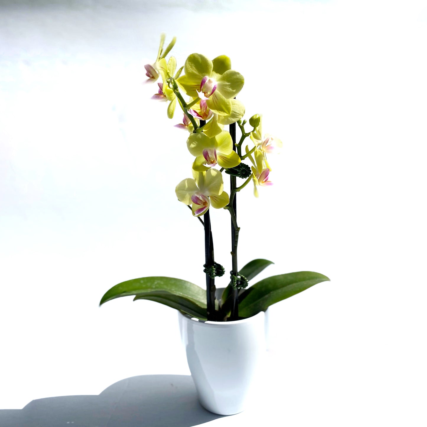 Phalaenopsis Piccola