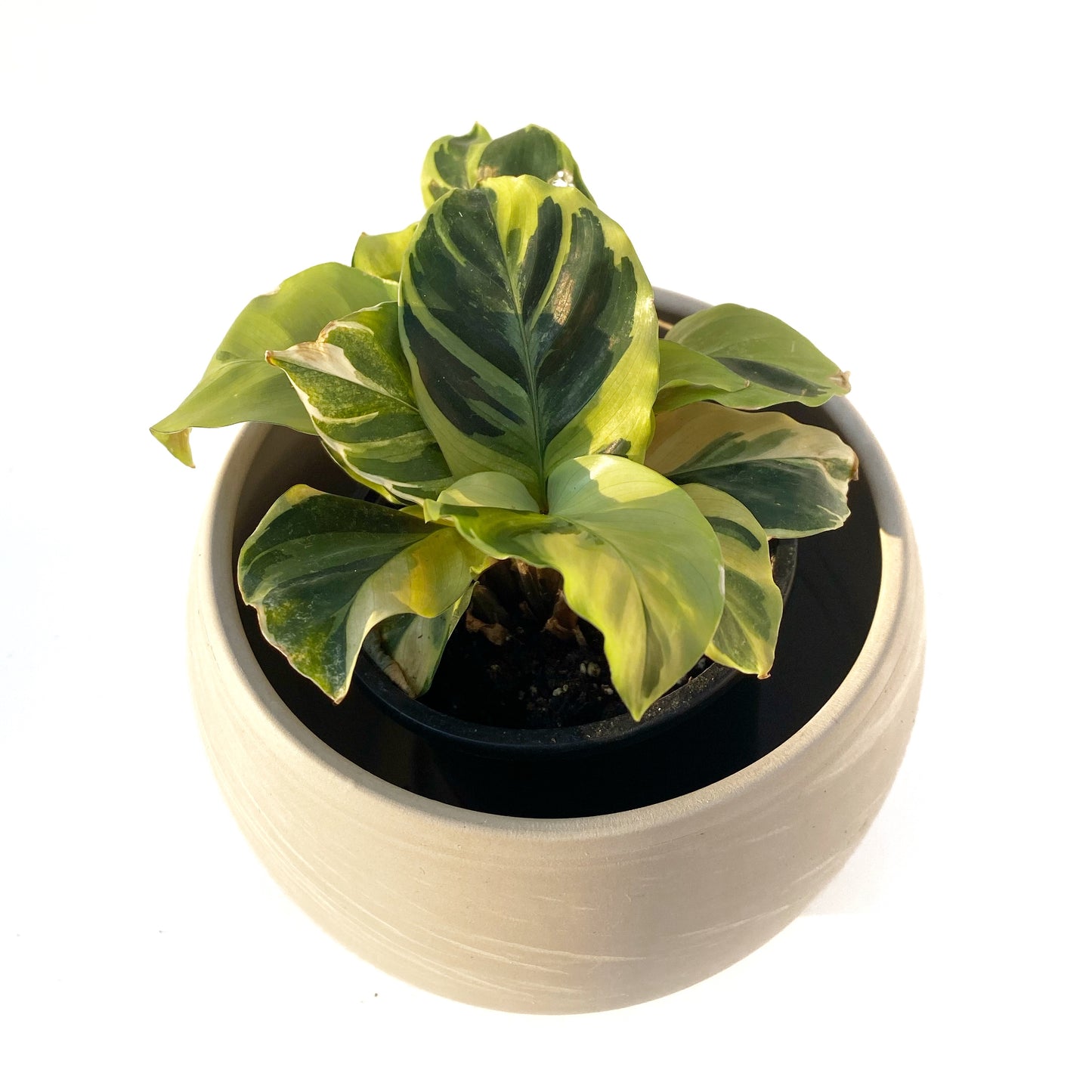 Calathea « Yellow Fusion »