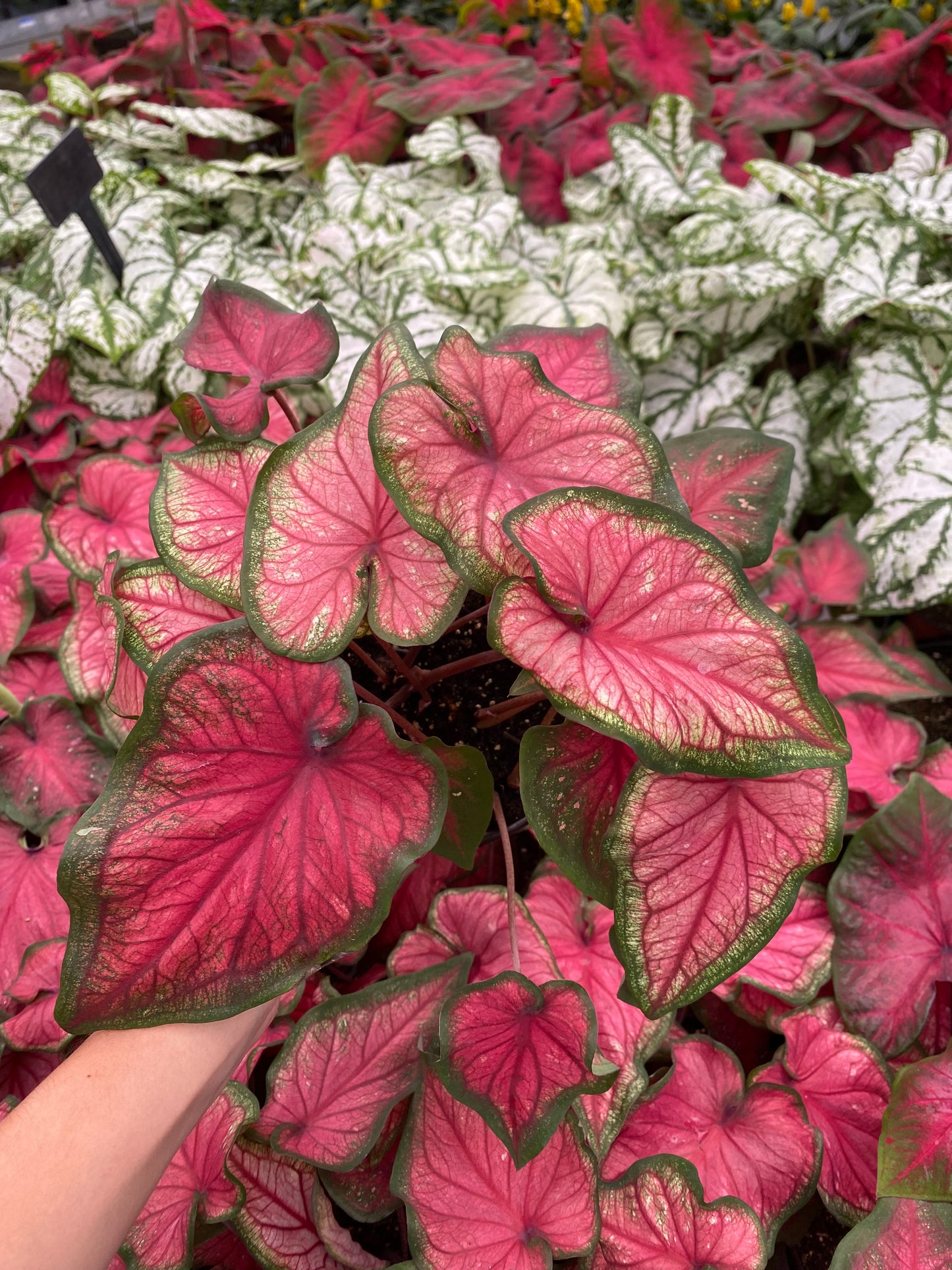Caladium 'Florida Red Ruffles'