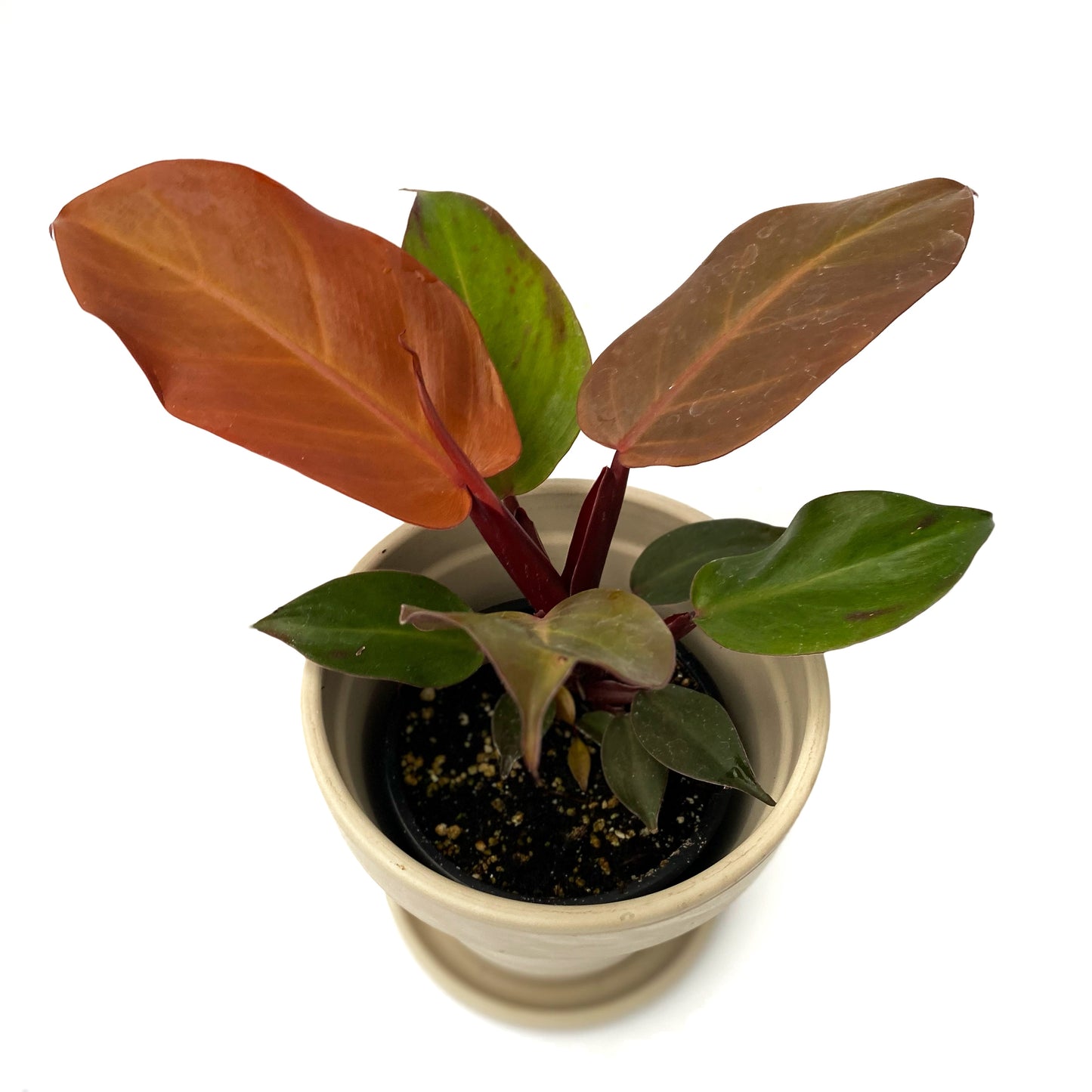 Philodendron McColley’s Finale