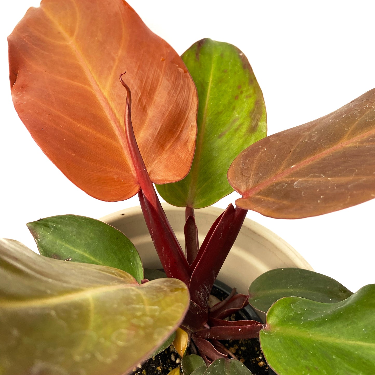 Philodendron McColley’s Finale