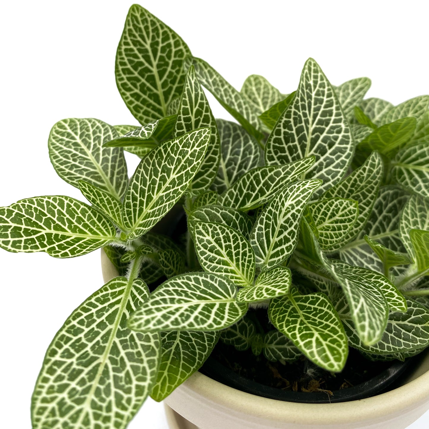 Fittonia | 3,5’’