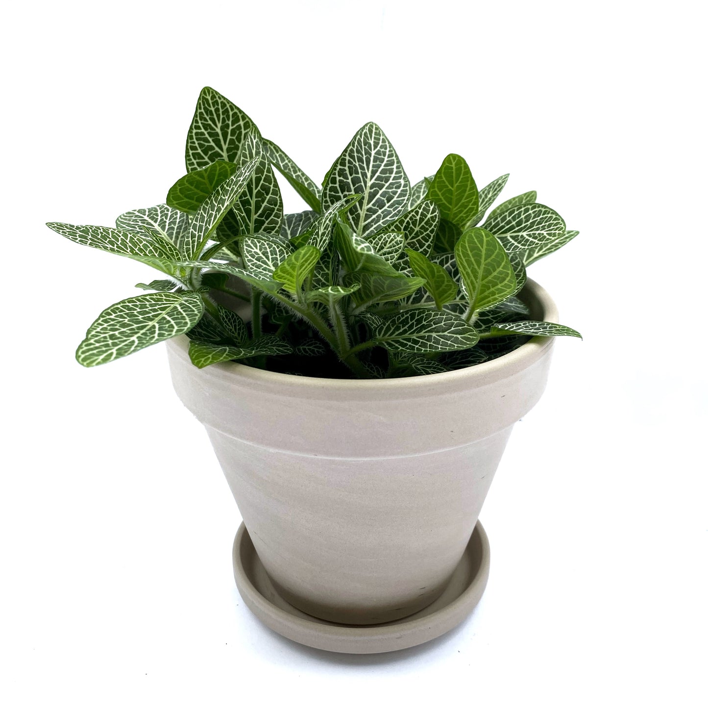 Fittonia | 3,5’’