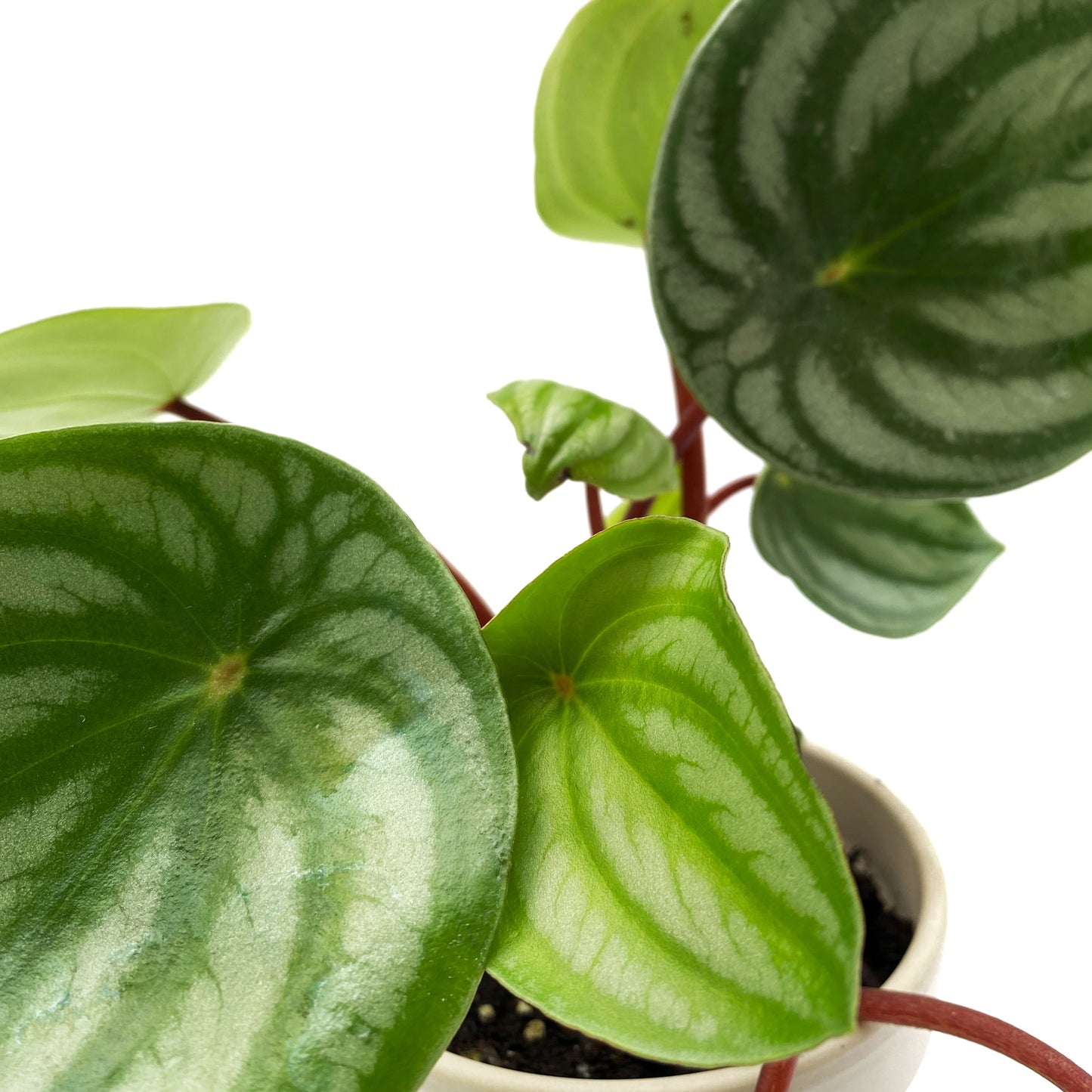 Peperomia Argyreia « watermelon »