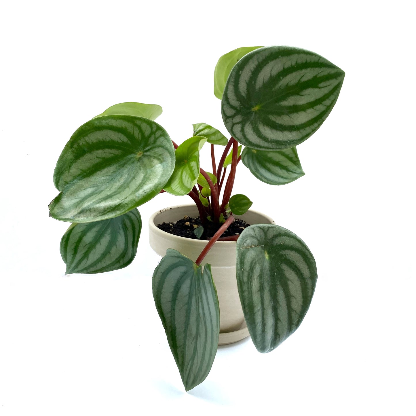Peperomia Argyreia « watermelon »