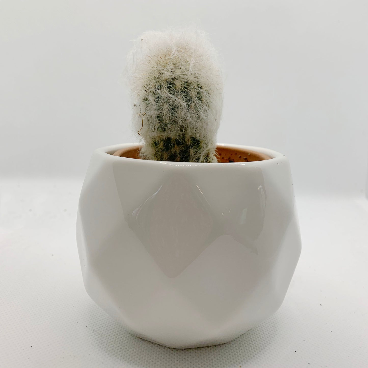 Cephalocereus senilis | 2,5"