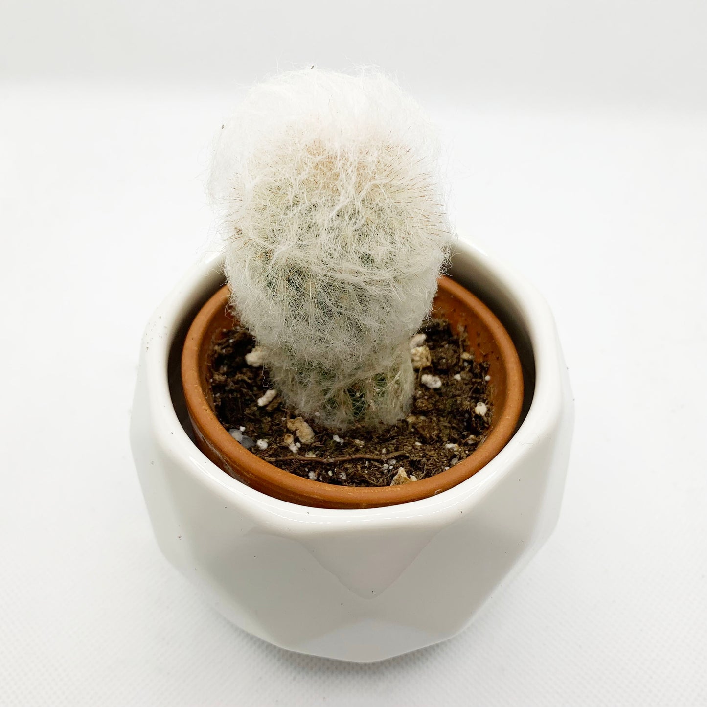Cephalocereus senilis | 2,5"