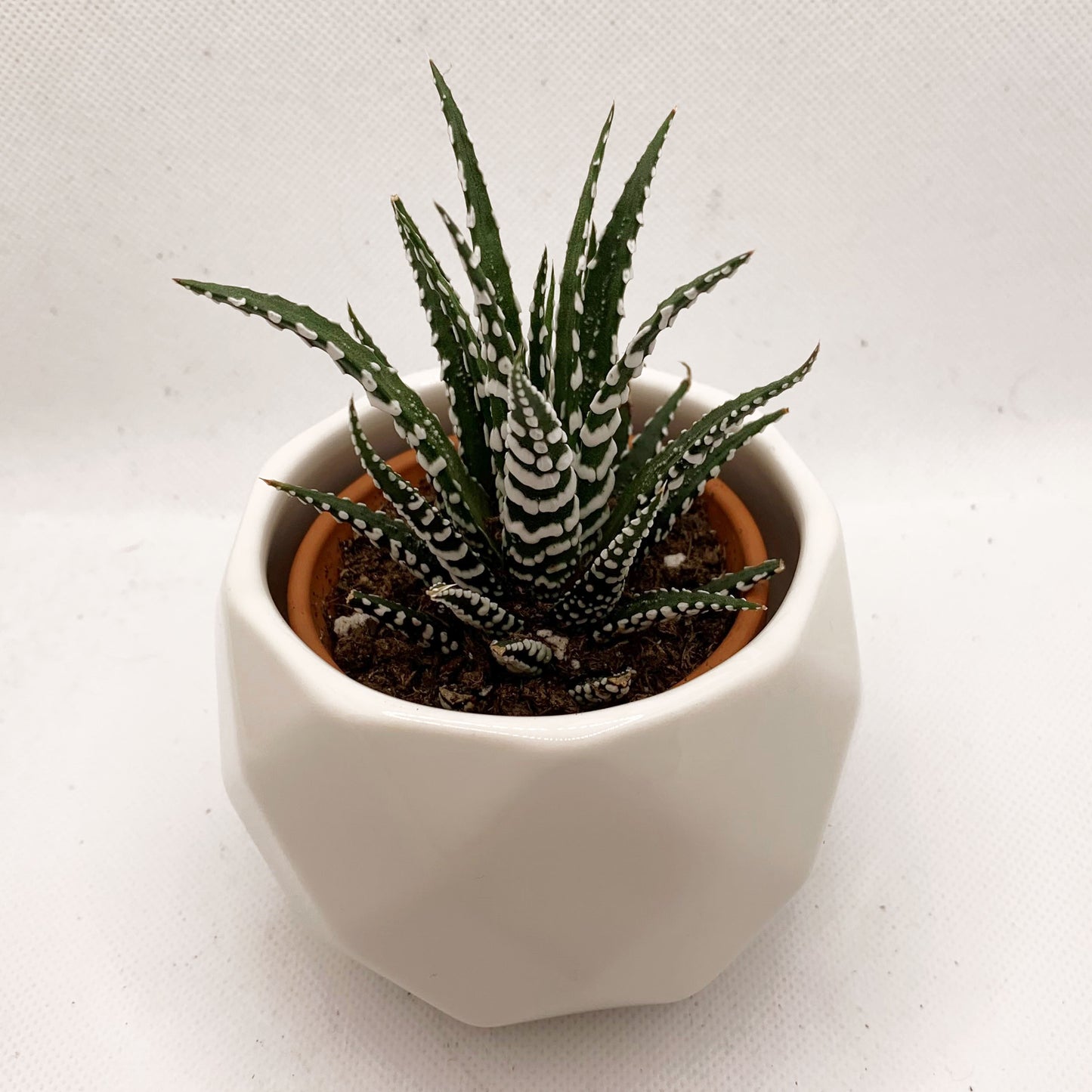 Haworthia | 2,5''